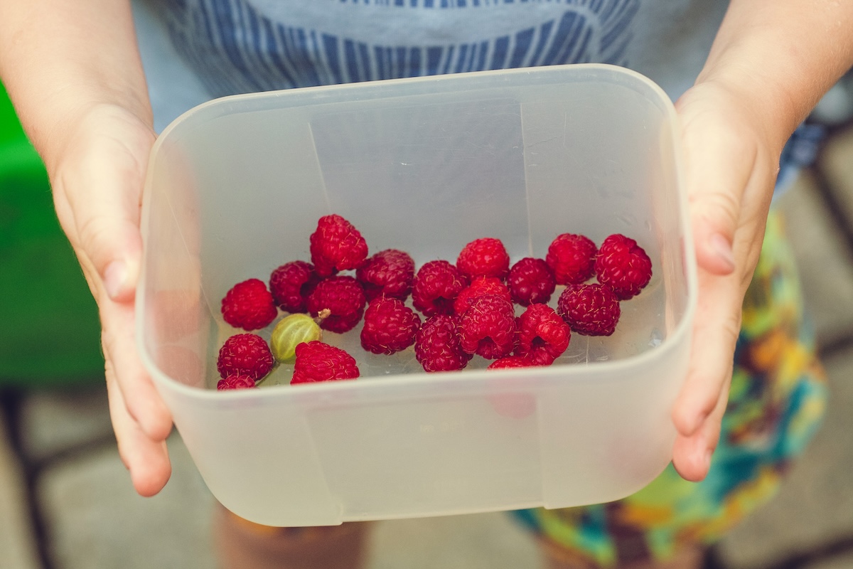 Fresh organic raspberries in container for healthy kids snacking