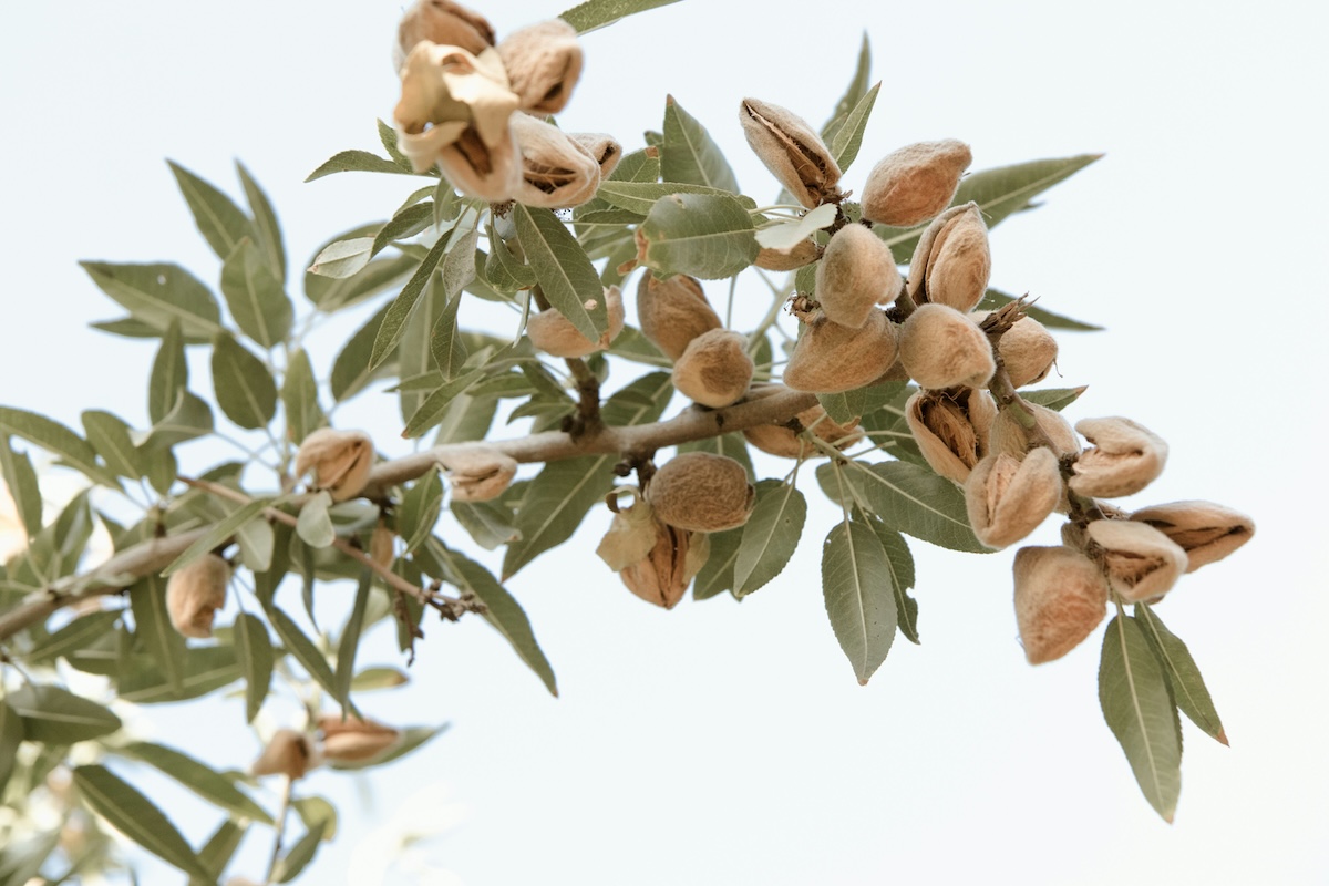 Almonds growing on tree branch in orchard