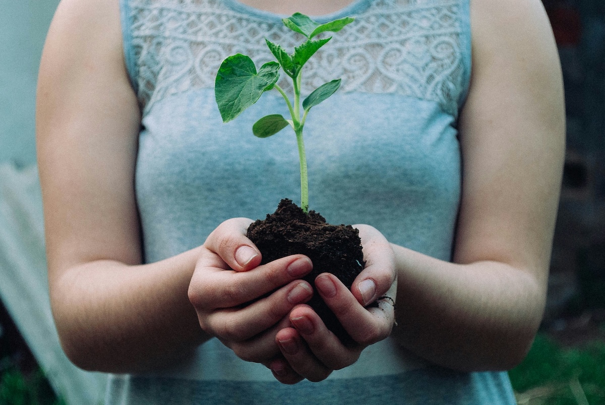 Hands holding soil and young plant seedling representing environmental sustainability