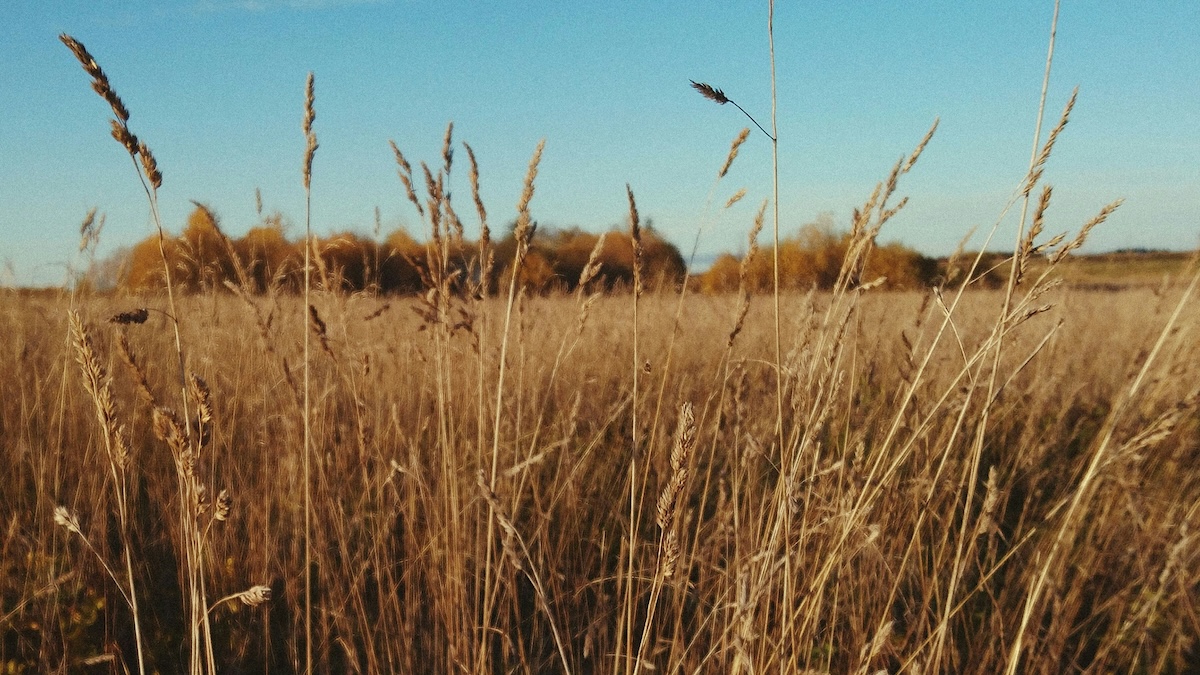 Golden oat field at harvest time showing sustainable oat crops