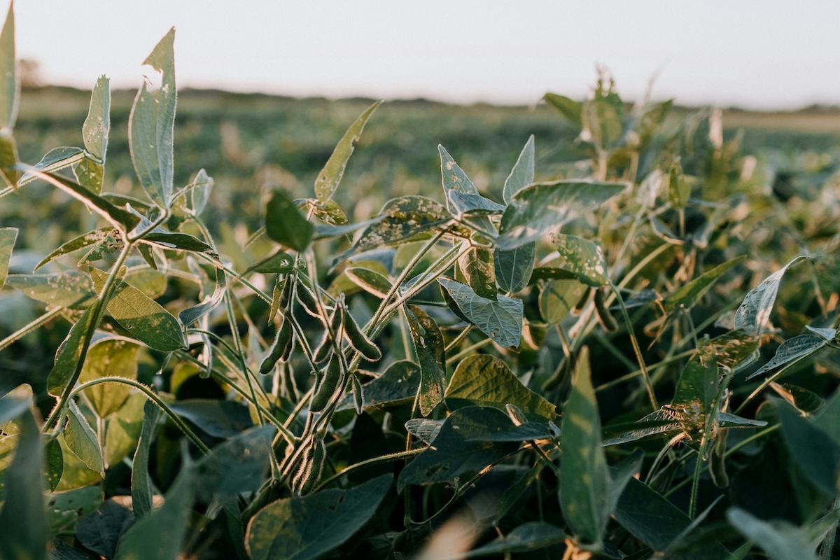 Soybean plants growing in agricultural field